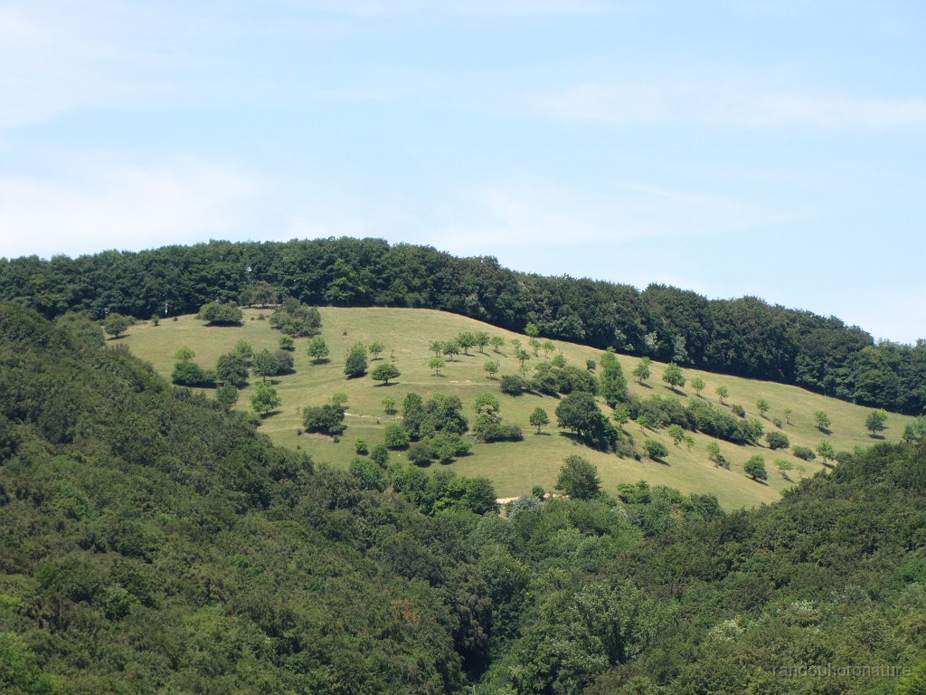2011-06-12_14h-19m_002.JPG - Jungviehweide