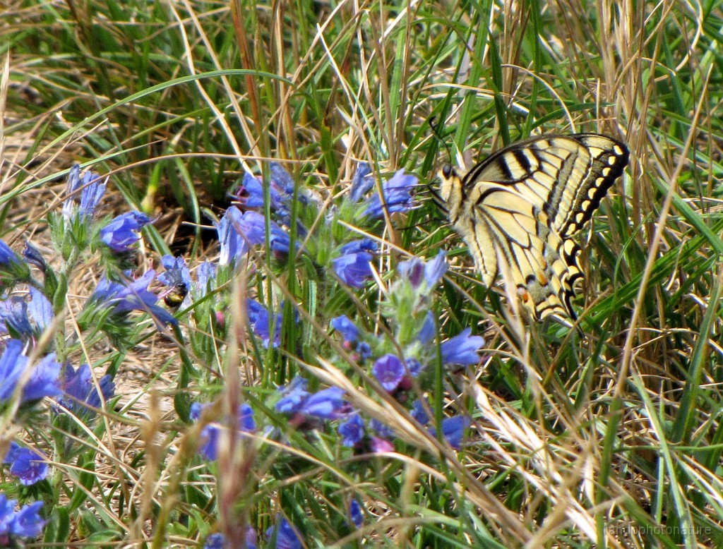 2011-06-12_14h-53m_017.JPG - Papillon grand porte-queue