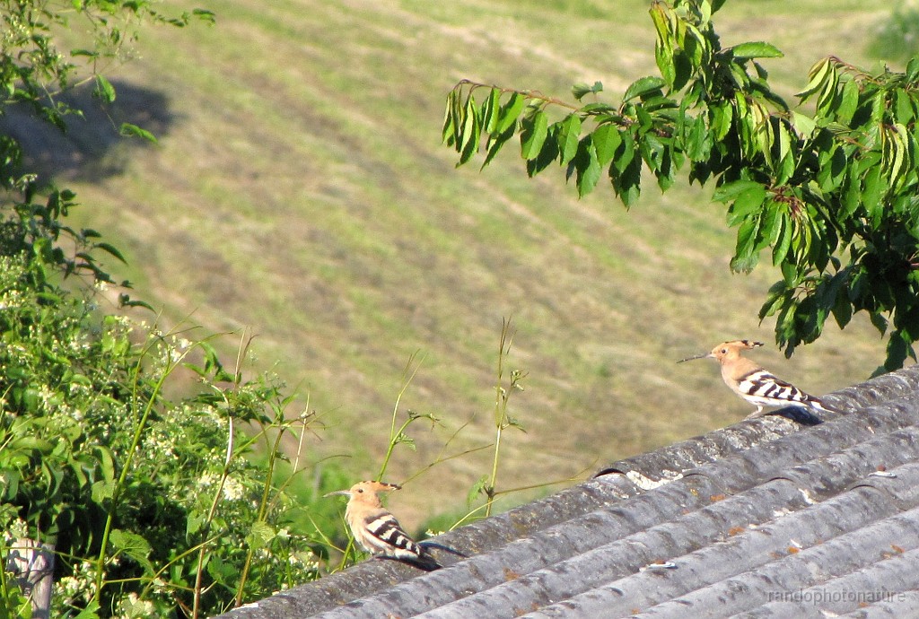 2012-06-17_18h-50m-06s_050.JPG - La huppe fasciée fréquente le Kaiserstuhl