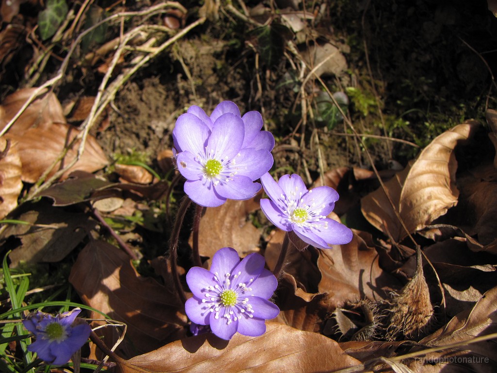 2017-03-12_15h-37m-20s_016.JPG - Hépatique à trois lobes
