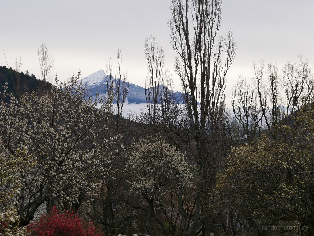 2019-04-07_09h-11m-42s_010.JPG - Fruitiers en fleur et neige