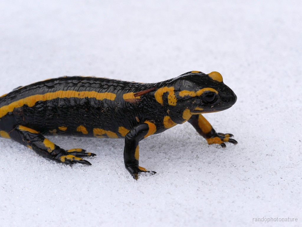 2019-04-07_12h-31m-22s_042.JPG - Salamandre terrestre