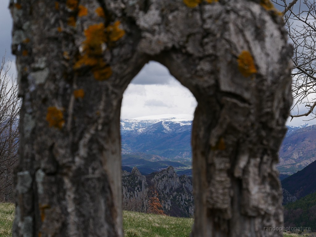 2019-04-07_13h-33m-22s_046.JPG - Entre les jambes de l'arbre