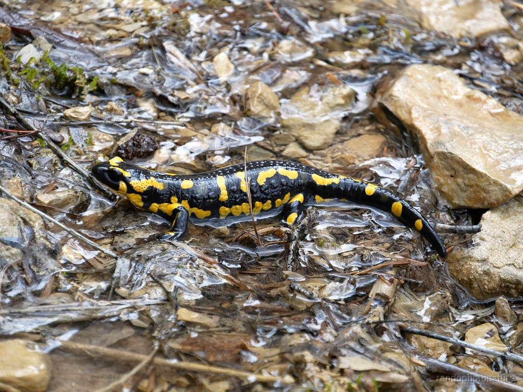 2019-04-07_14h-39m-58s_051.JPG - Une autre salamandre terrestre