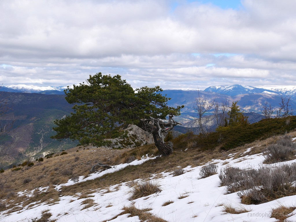 2019-04-08_11h-59m-21s_102.JPG - Un bonsaï naturel