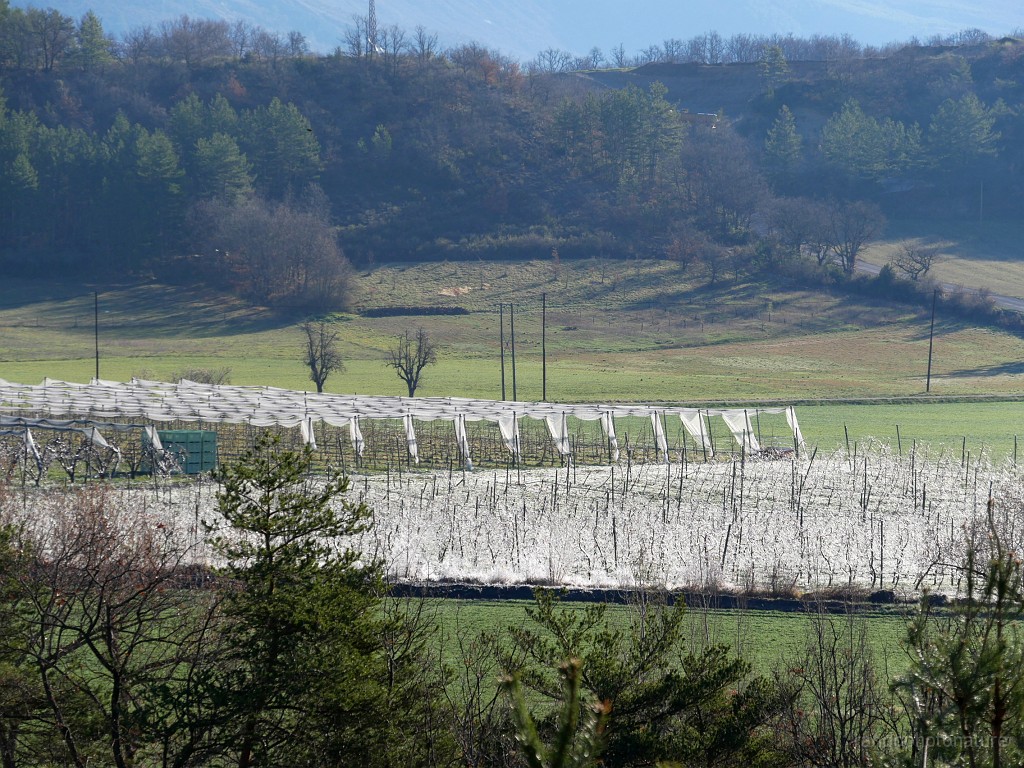 2019-04-09_08h-59m-30s_129.JPG - Les arbres fruitiers sont aspergés d'eau qui se transforme en glace pour les protéger du gel !