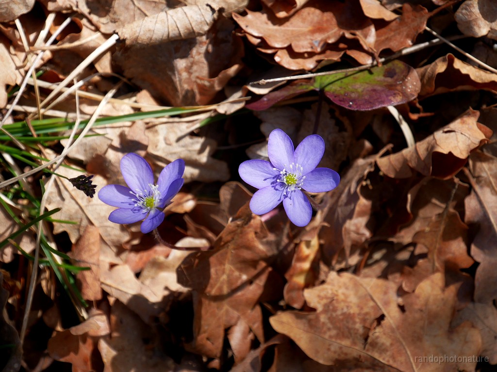 2019-04-09_13h-31m-18s_170.JPG - Hépatique à trois lobes