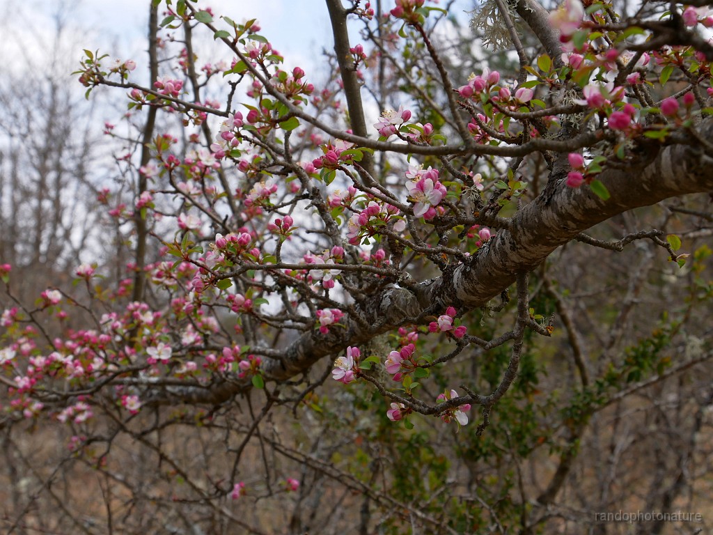2019-04-11_10h-47m-54s_255.JPG - Pommier en fleurs