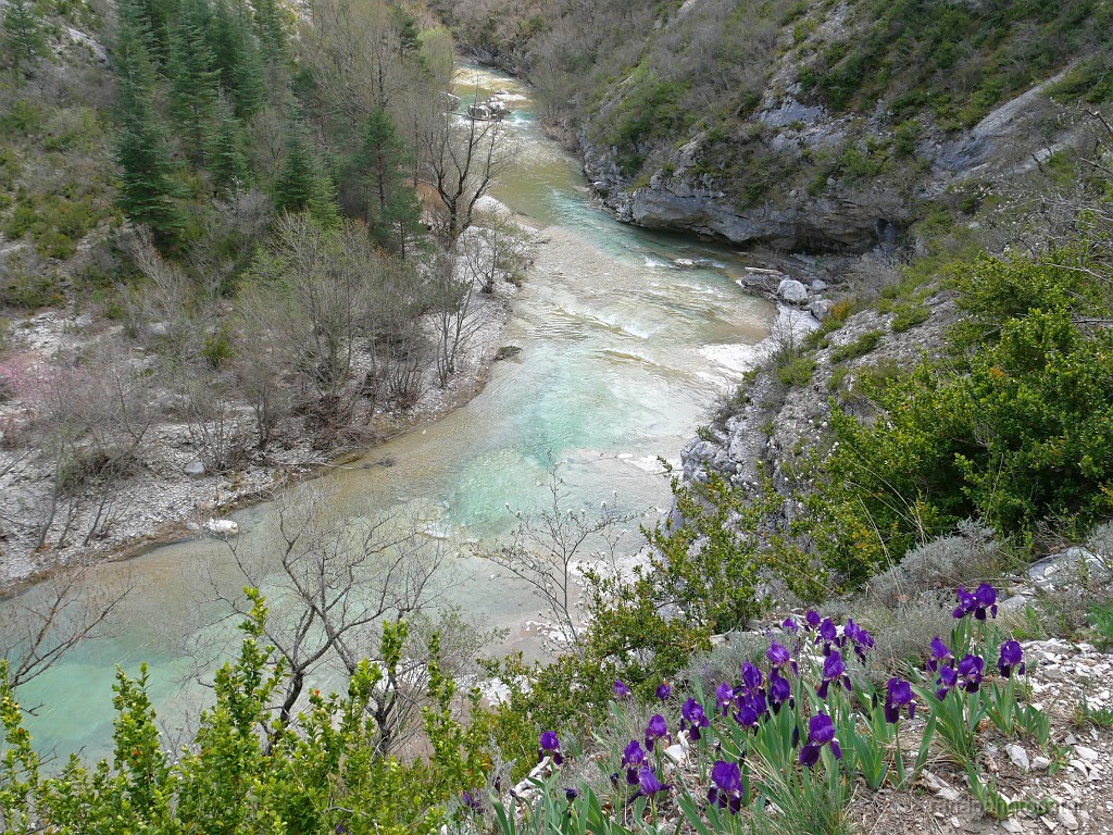 2019-04-11_13h-58m-00s_299.JPG - Iris nain et gorges de la Méouge