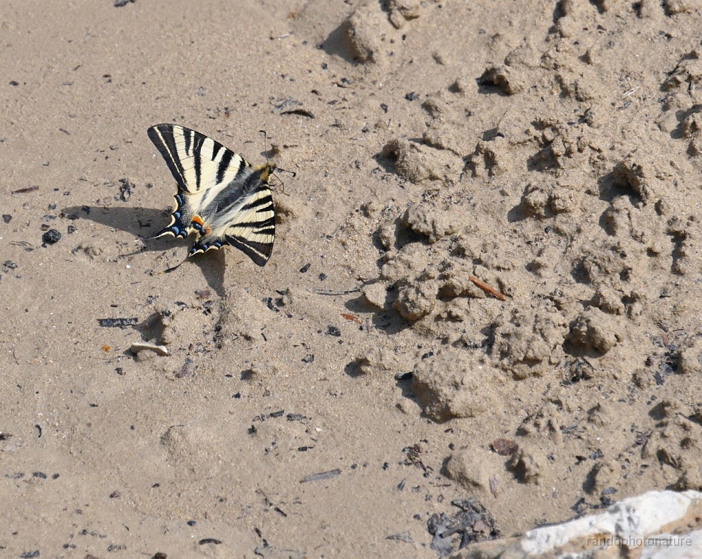 2019-04-11_14h-08m-10s_312.JPG - Papillon Flambé