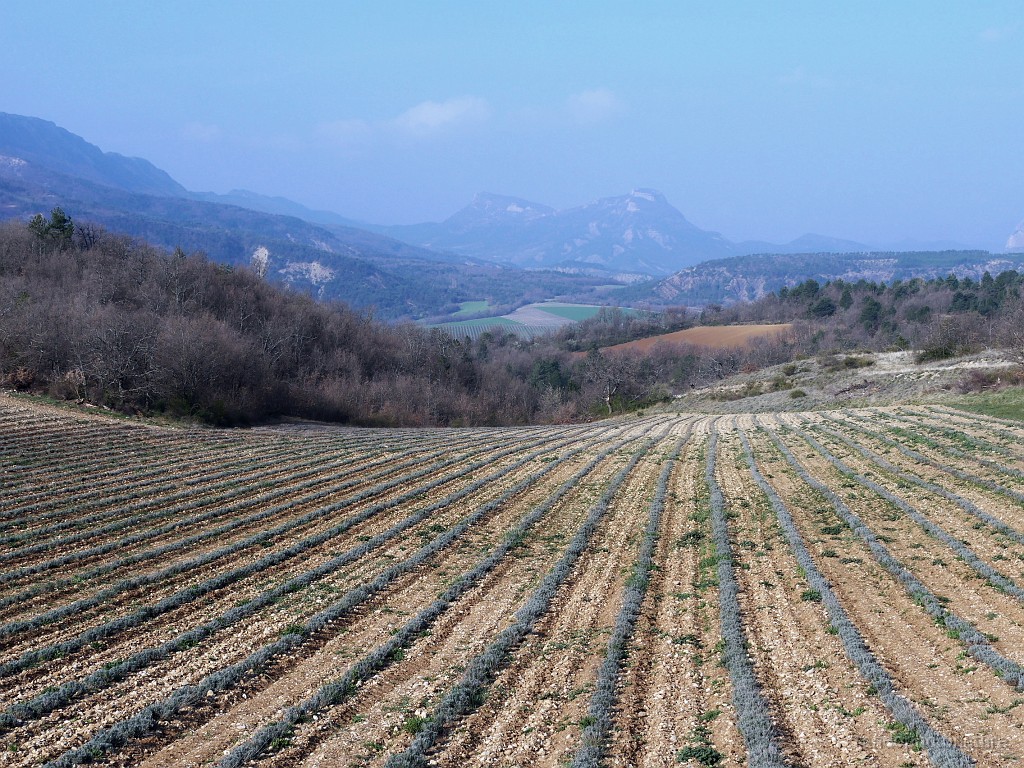 2019-04-12_09h-23m-14s_331.JPG - Champ de lavande