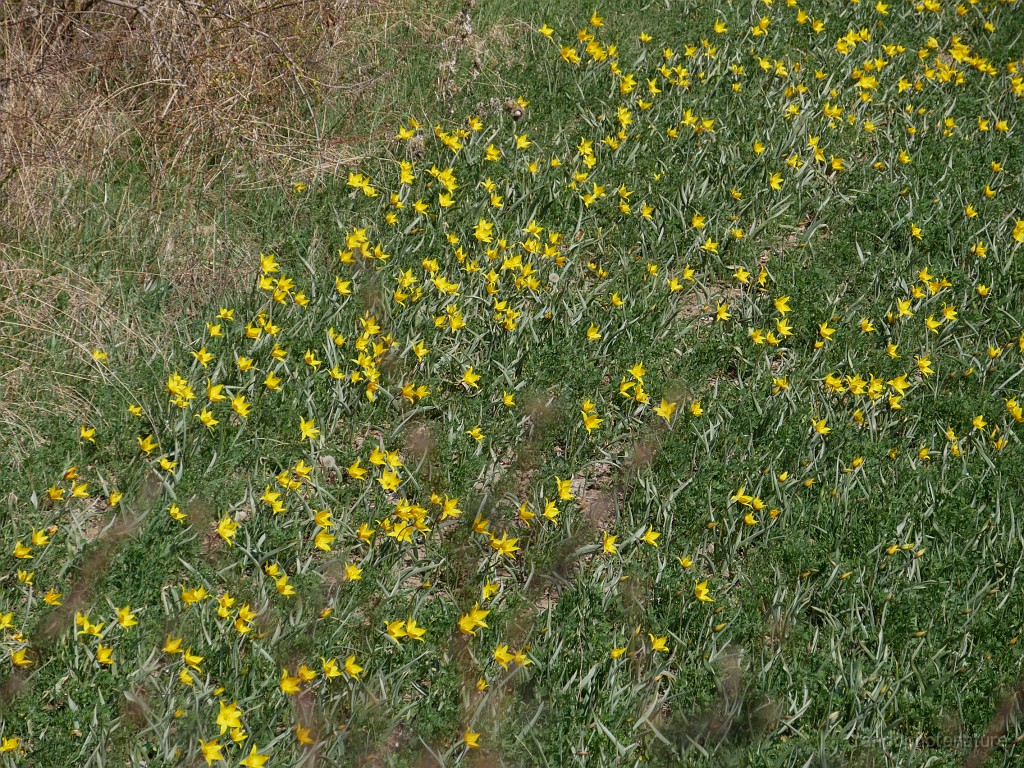 2019-04-12_15h-34m-44s_395.JPG - Tulipe de Celse