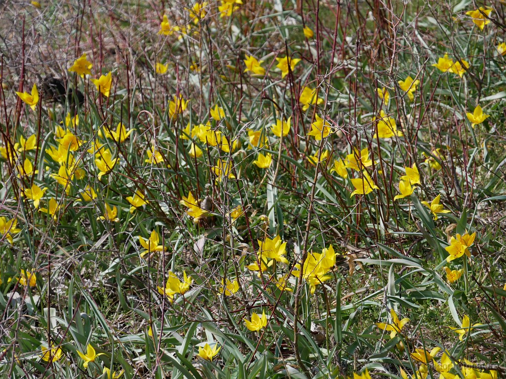 2019-04-12_15h-37m-58s_400.JPG - Tulipe de Celse
