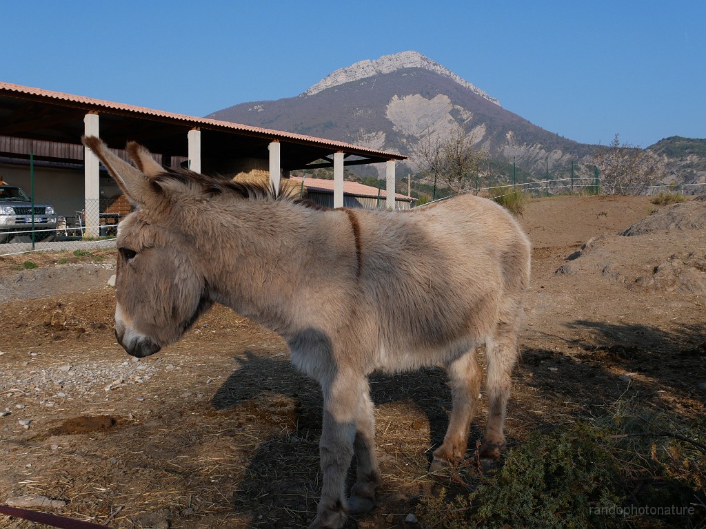 2019-04-13_08h-46m-52s_409.JPG - Ane au gîte les Eysserennes