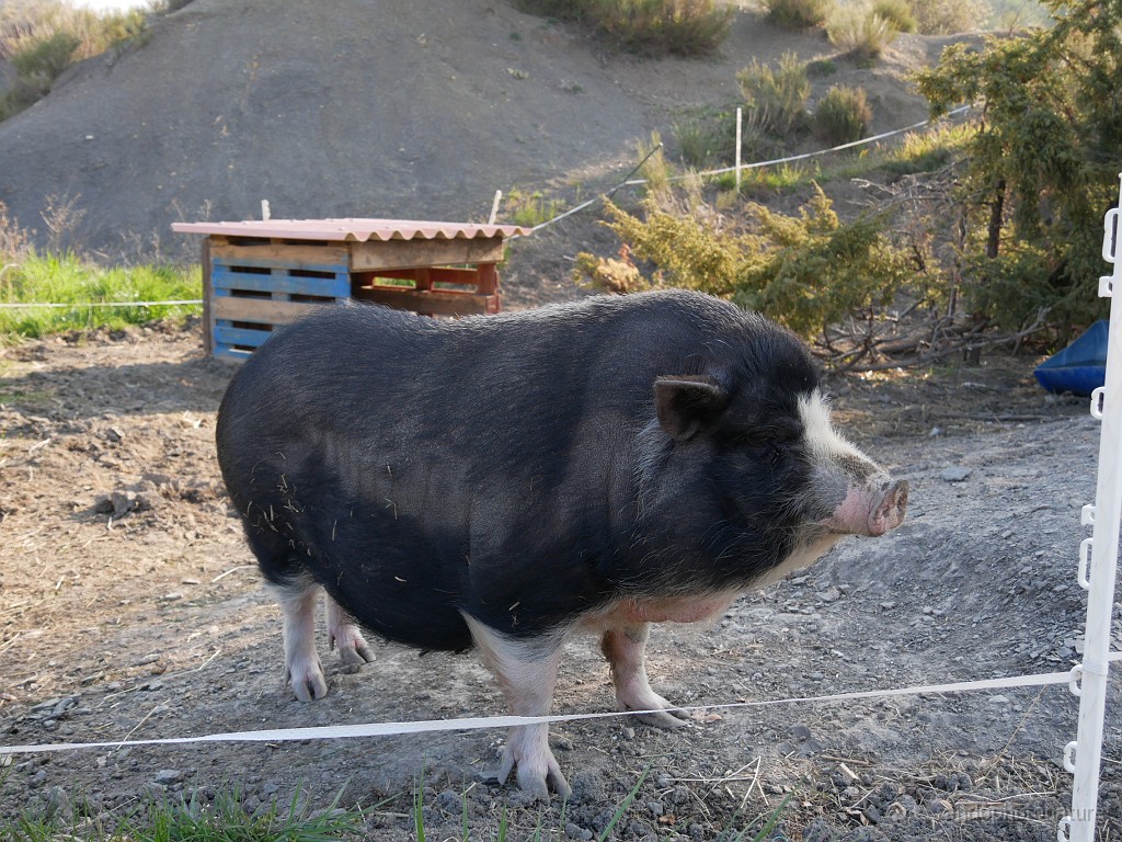 2019-04-13_08h-48m-23s_410.JPG - Cochon au gîte les Eysserennes