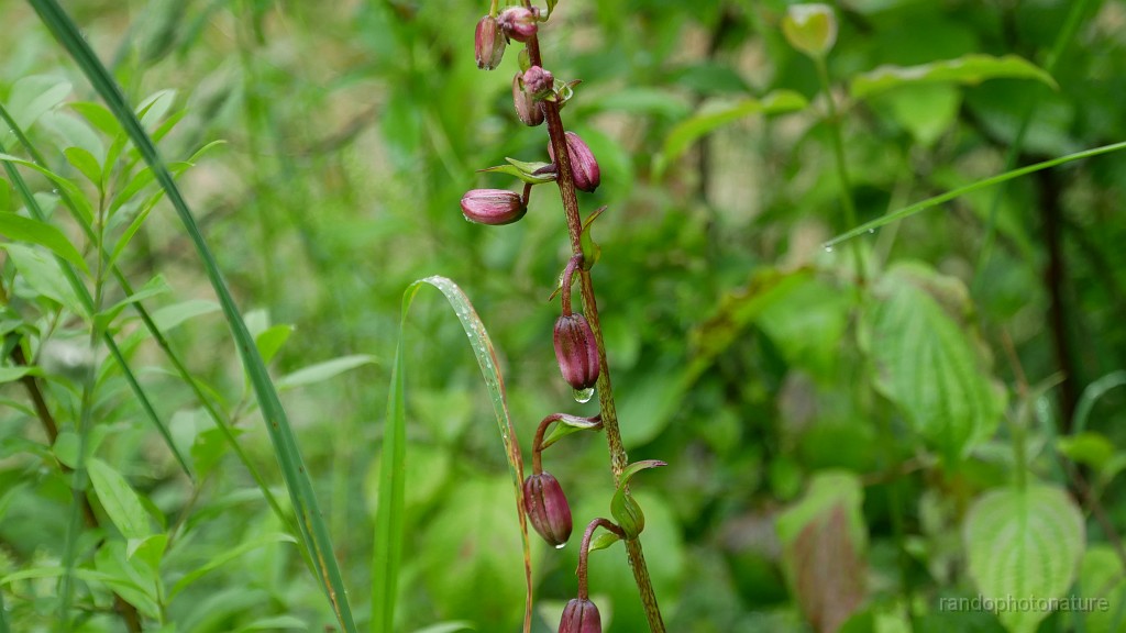 2024-06-02_10h-32m_020.JPG - Bourgeons de lys martagon