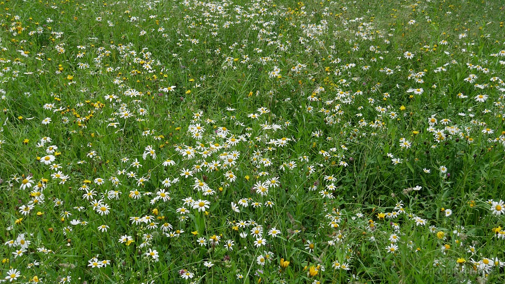 2024-06-03_10h-20m_064.JPG - Champ de marguerites