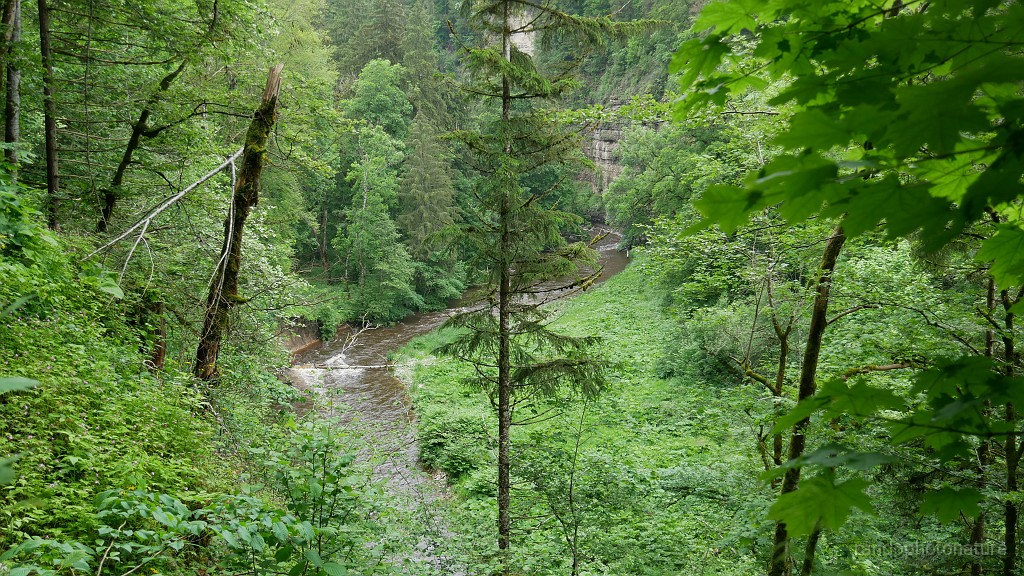 2024-06-03_14h-16m_097.JPG - le tout dans une forêt de protection intégrale (Bannwald)