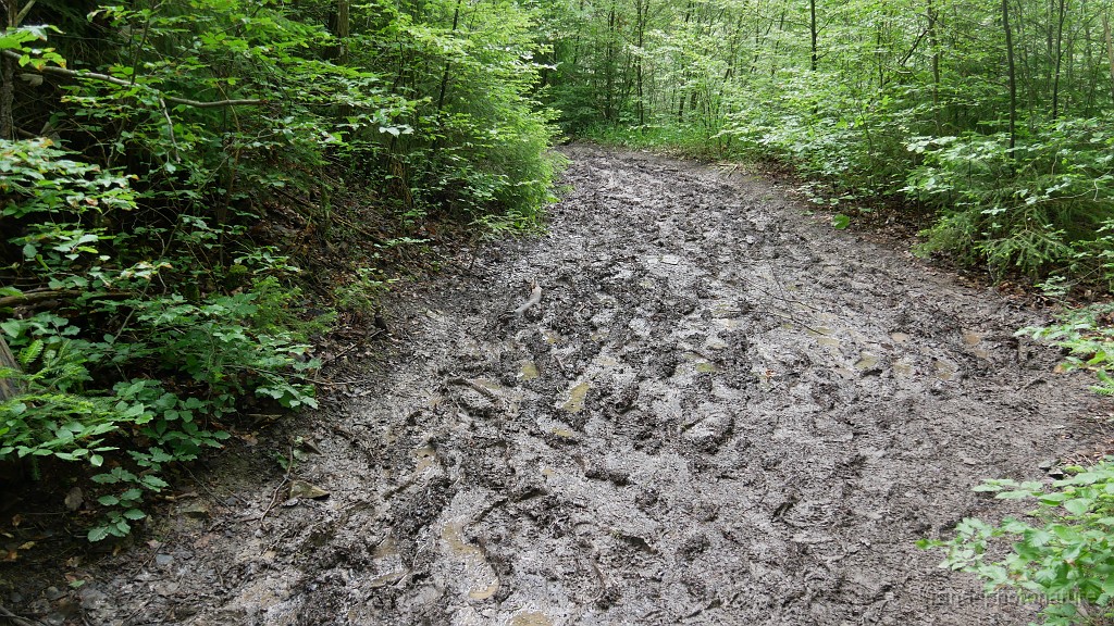 2024-06-04_09h-53m_120.JPG - Sentier parfois très boueux