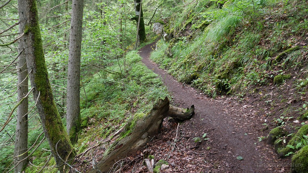 2024-06-04_11h-10m_143.JPG - Beau sentier