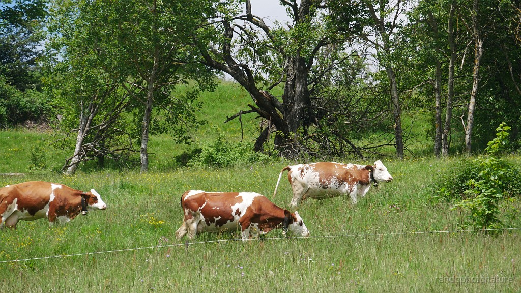 2024-06-04_13h-53m_161.JPG - Vaches au pré