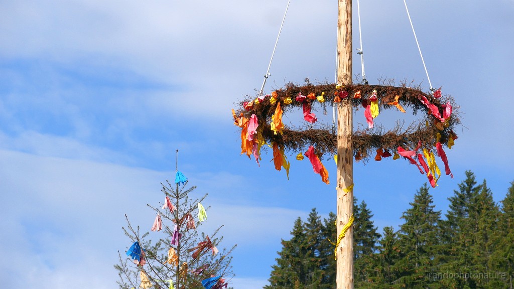2024-06-05_08h-49m_180.JPG - Maibaum (détail)