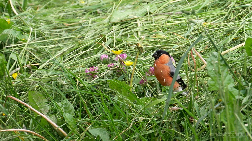 2024-06-05_10h-18m_204r.JPG - Un bouvreuil le long de sentier