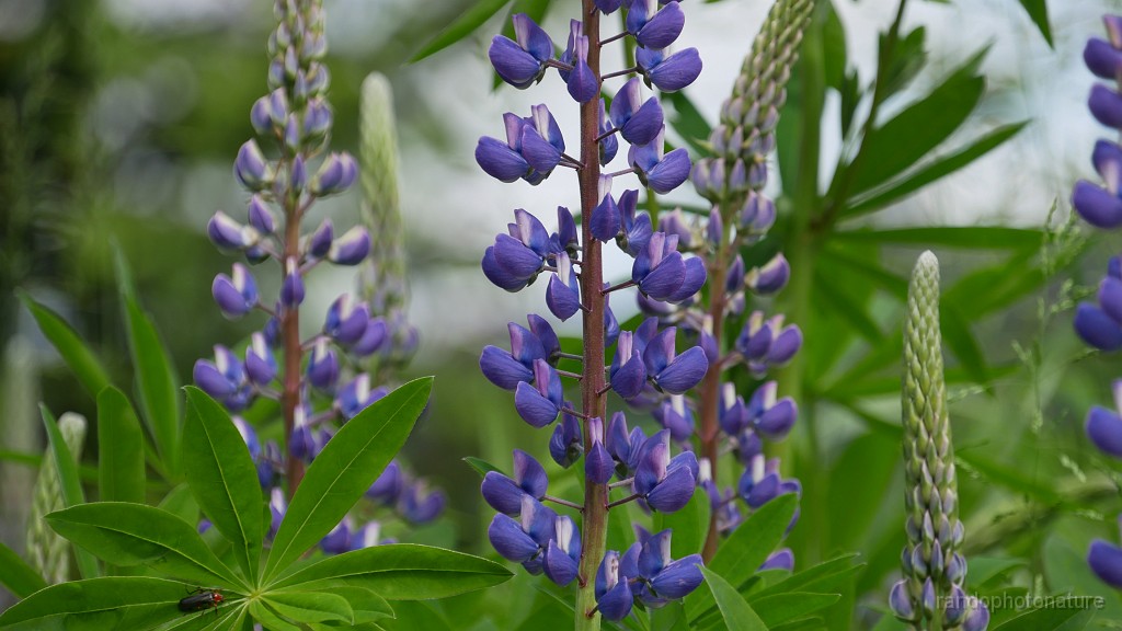 2024-06-05_10h-38m_214.JPG - Lupins