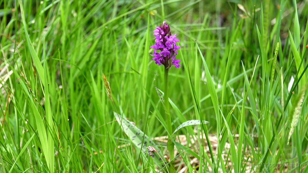 2024-06-05_14h-13m_243.JPG - Orchis de mai
