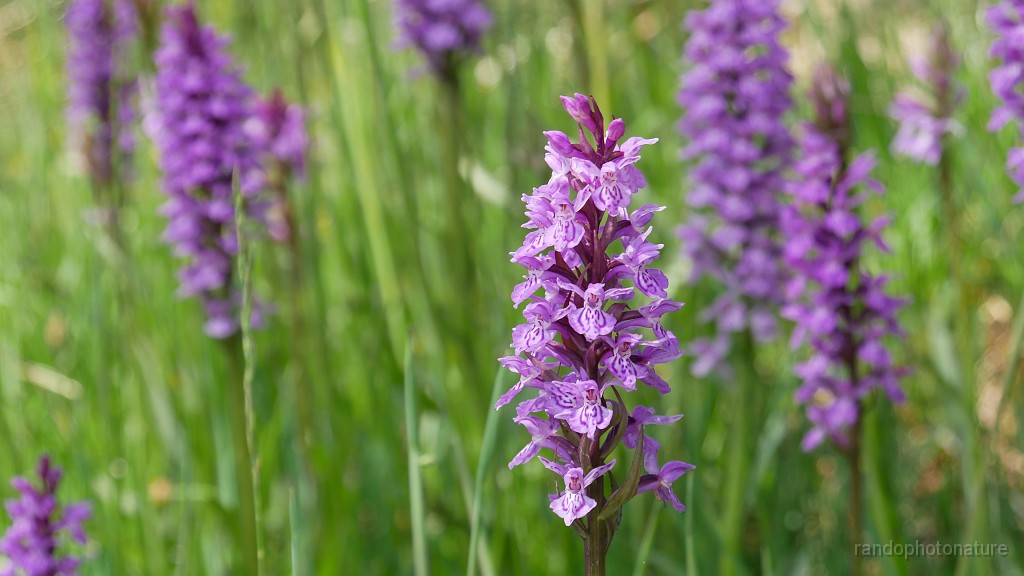 2024-06-06_14h-40m_300.JPG - Orchis de mai