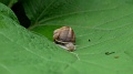 2024-06-02_10h-32m_021