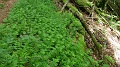 2024-06-07_13h-36m_350