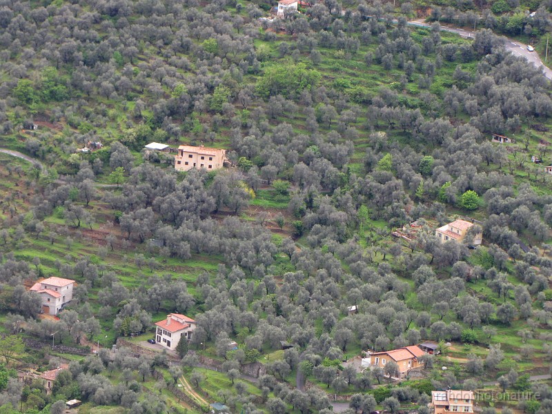 2012-04-30_14h-33m-54s_159.JPG - Oliviers et maisons