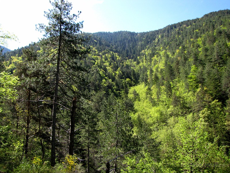 2012-05-04_11h-36m-32s_319.JPG - La forêt de Turini
