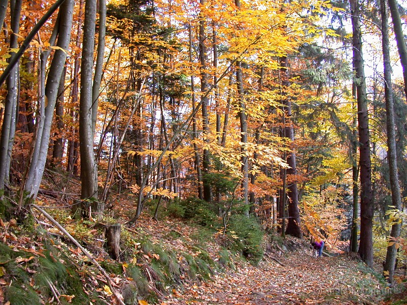 DSCN6173.JPG - Splendeurs automnales