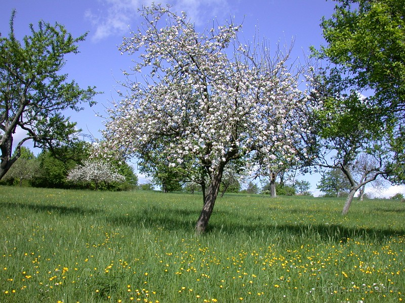 DSCN4475.JPG - Pommier en fleur
