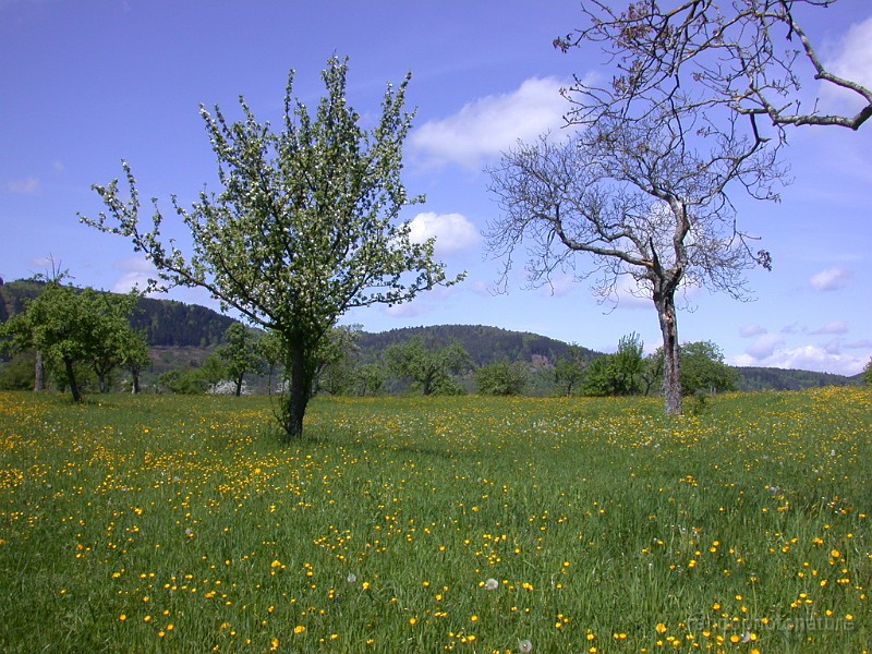 DSCN4499.JPG - Vergers