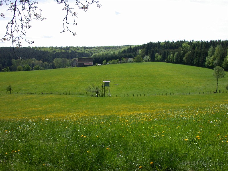 DSCN4506.JPG - Afffut de chasse sur fond de verdure