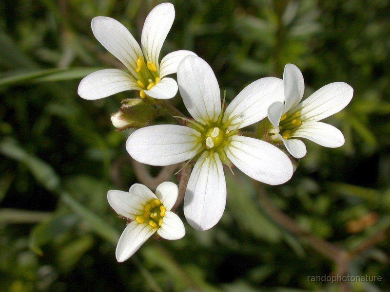 DSCN4518.JPG - Belle floraison