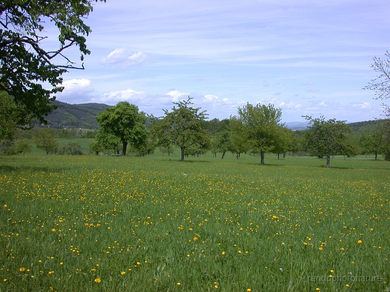 DSCN4519.JPG - Et toujours des vergers