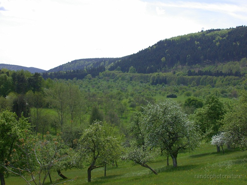DSCN4521.JPG - Un océan d'arbres