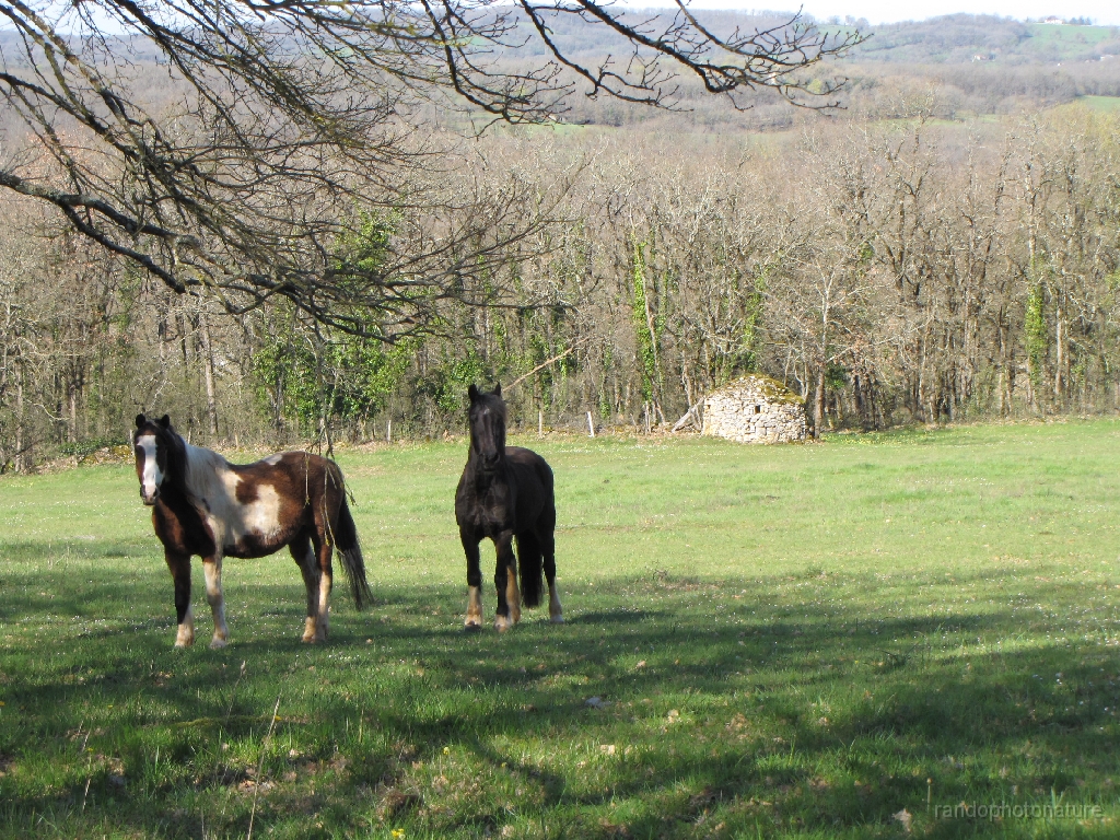 2016-04-03_10h.36m.28s_00024.JPG - Chevaux et Cazelle