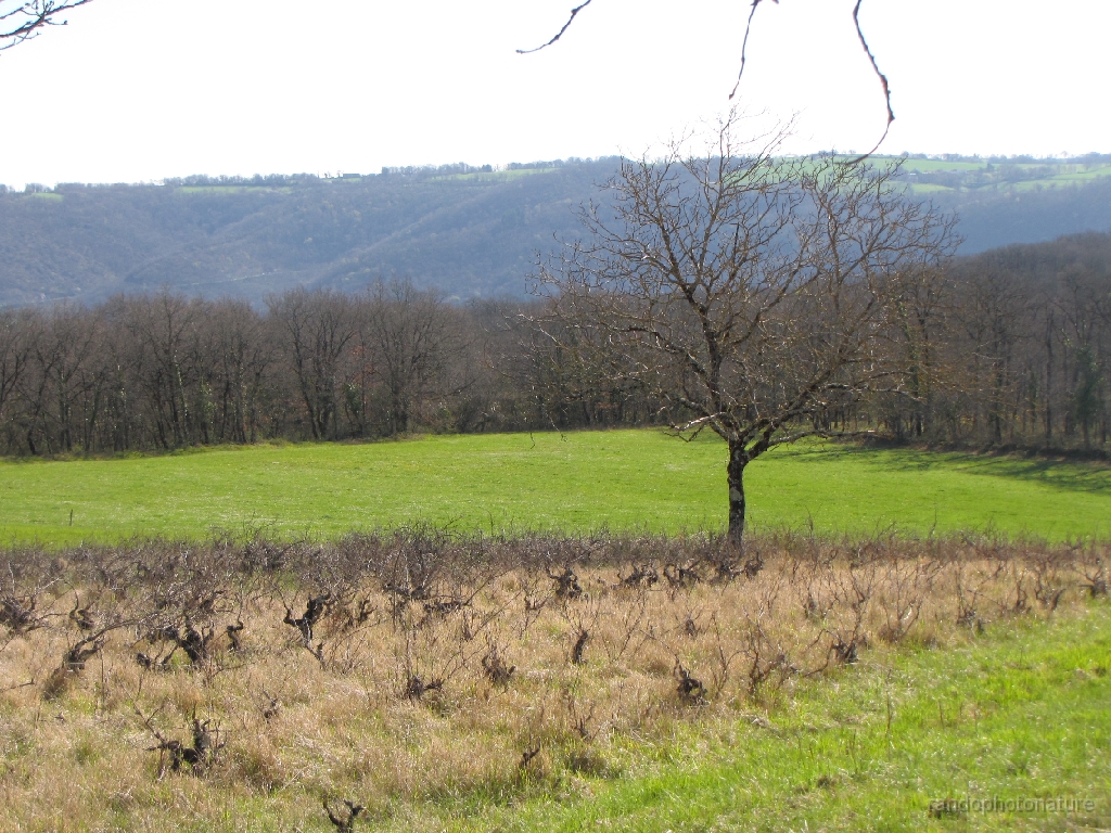 2016-04-03_10h.51m.00s_00025.JPG - Vieille Vigne