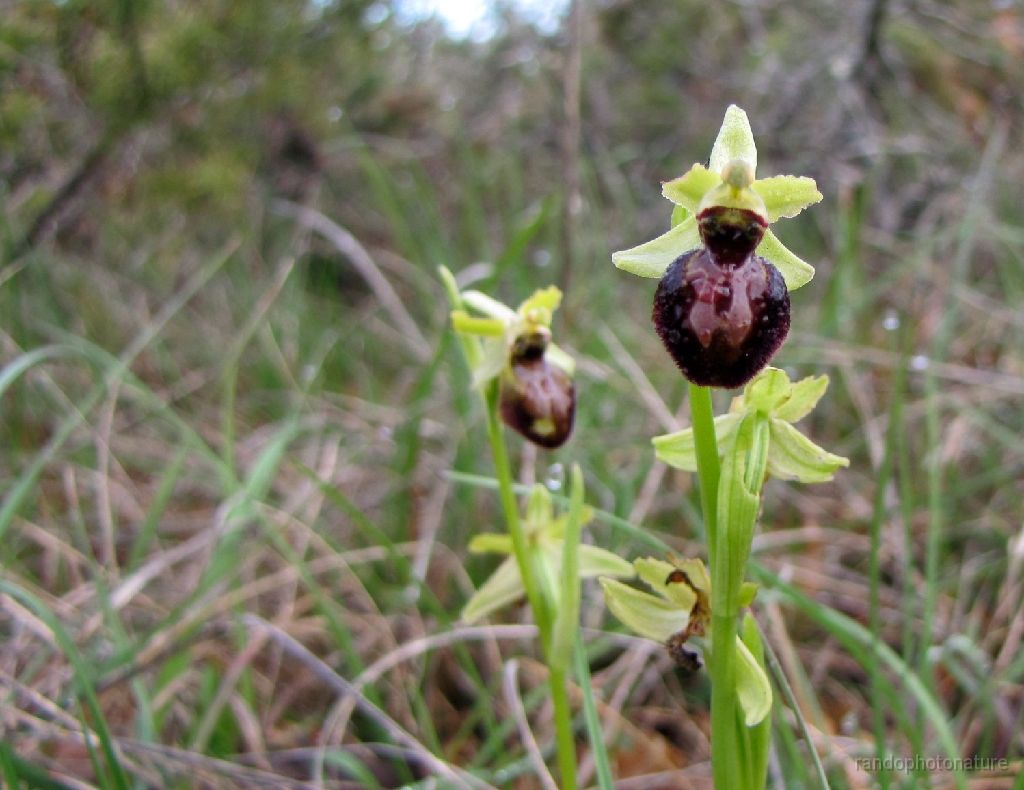 2016-04-06_09h.26m.21s_00189.JPG - Ophrys araignée
