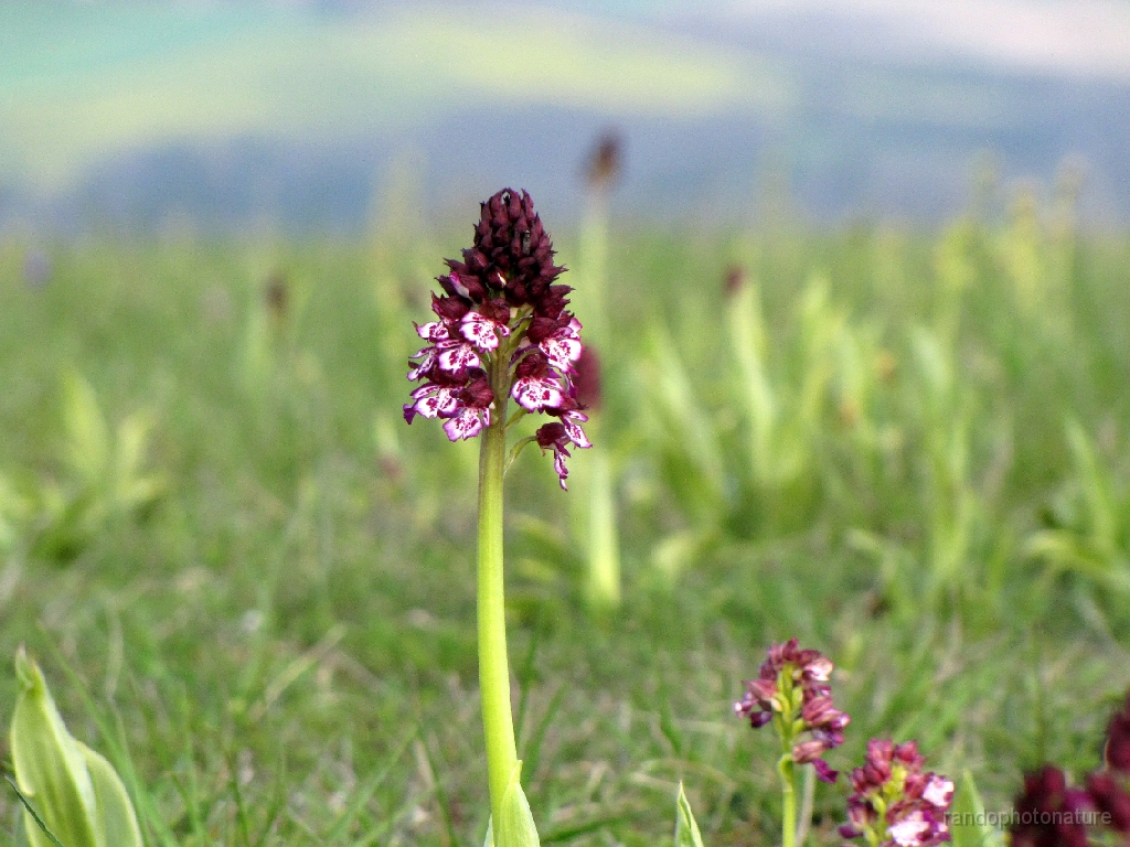 2016-04-06_09h.47m.54s_00197.JPG - Orchis pourpre