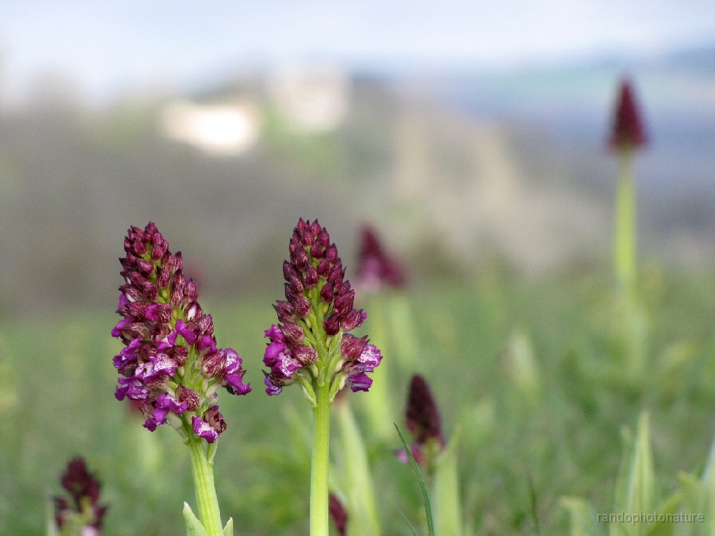 2016-04-06_09h.48m.07s_00198.JPG - Orchis pourpre