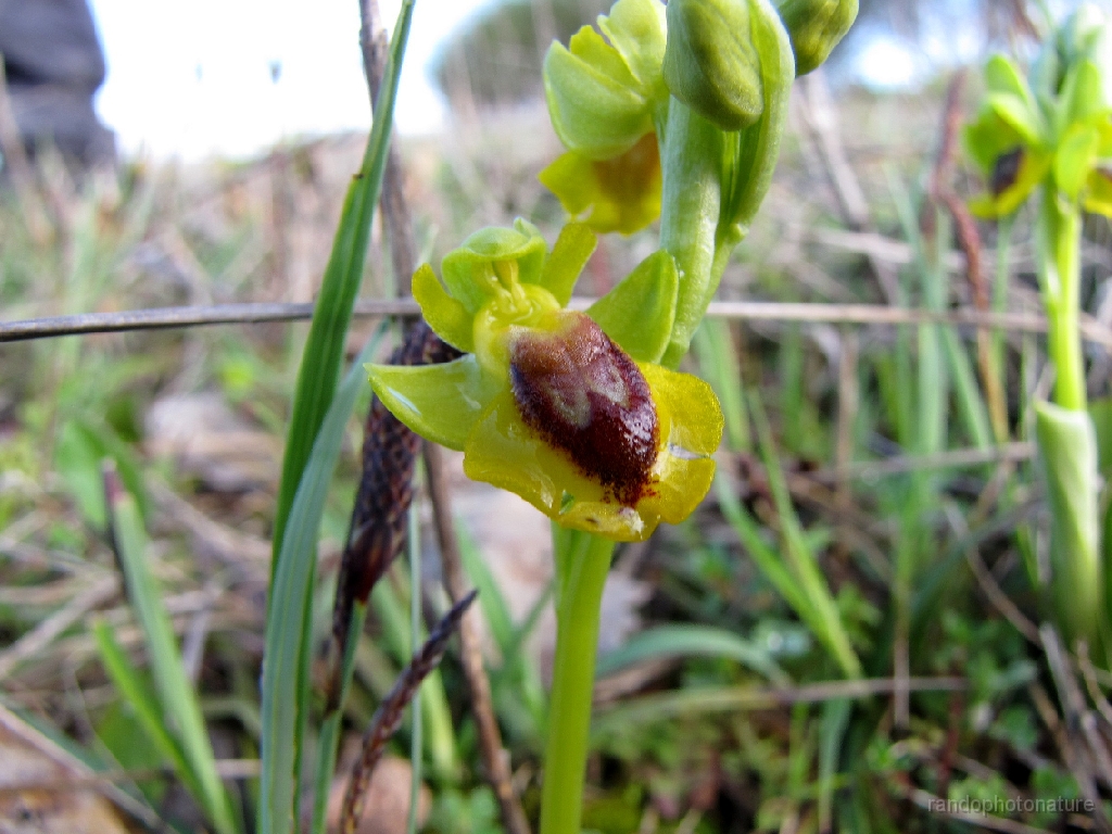 2016-04-06_10h.00m.43s_00201.JPG - Ophrys jaune
