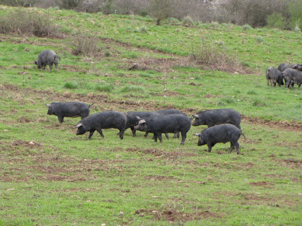 2016-04-08_13h.46m.21s_00339.JPG - Cochons noirs élevés en plein air
