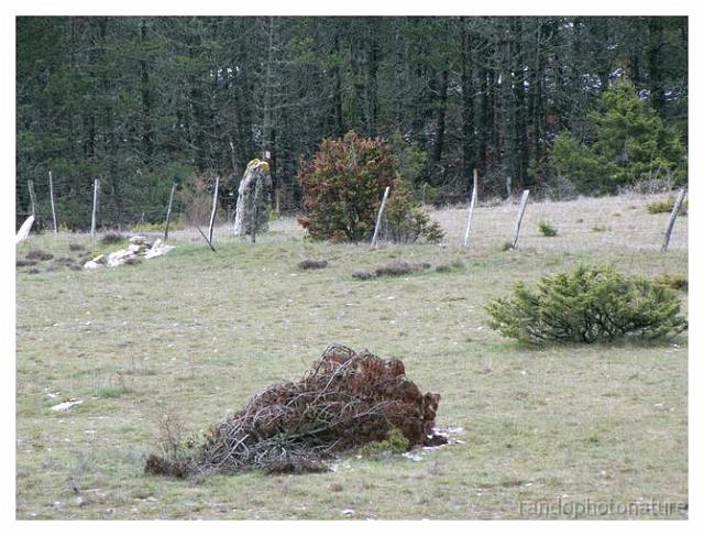 130.jpg - Menhir des Espougnes