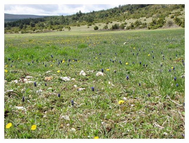 134.jpg - Doline avec muscari et pisselit
